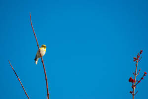 Cute Canary In Blue Sky Wallpaper