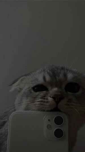 Cute Cat Aesthetic Biting Iphone 11 Wallpaper