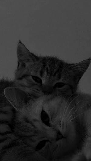Cute Cat Aesthetic Cuddling Together Wallpaper