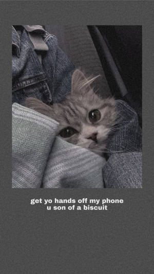 Cute Cat Aesthetic Funny Meme Wallpaper