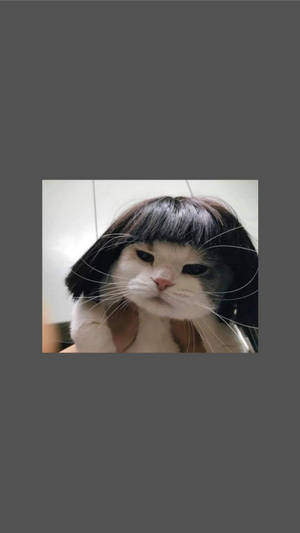 Cute Cat Aesthetic Funny Short Wig Wallpaper