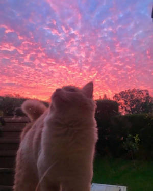 Cute Cat Aesthetic Pastel Sky Wallpaper