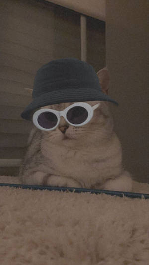 Cute Cat Aesthetic With Bucket Hat And Sunglasses Wallpaper