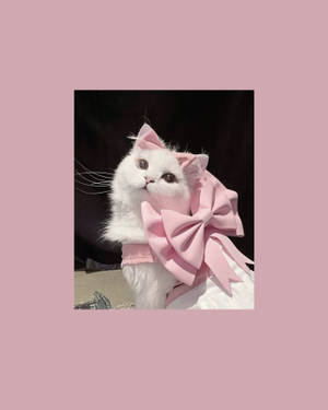 Cute Cat Aesthetic With Pink Ribbon Wallpaper