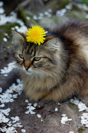 Cute Cat Aesthetic With Yellow Flower Wallpaper