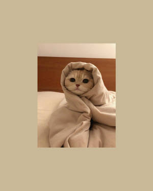 Cute Cat Aesthetic Wrapped Like A Burrito Wallpaper