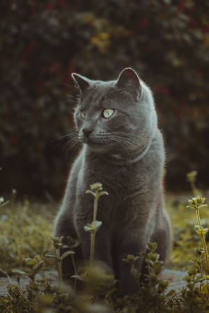 Cute Cat At Garden Wallpaper