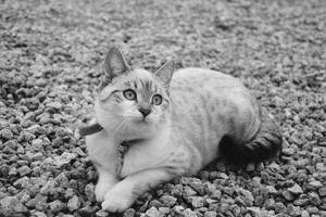 Cute Cat Black And White Wallpaper