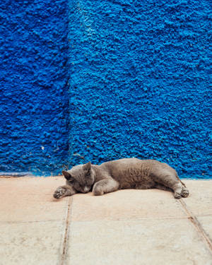 Cute Cat Blue Concrete Wall Wallpaper