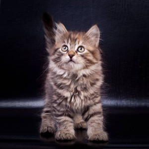 Cute Cat Breed Wallpaper