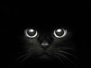 Cute Cat Face Black Mac Wallpaper