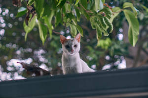 Cute Cat Hd On Roof Wallpaper