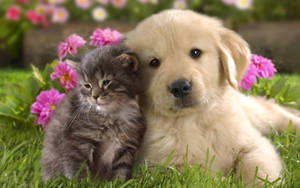 Cute Cat Hd Puppy Wallpaper