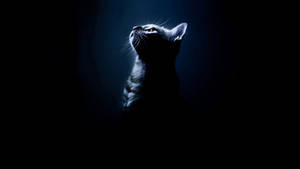 Cute Cat Hd Silhouette Wallpaper