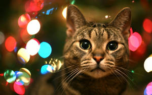 Cute Cat Love Christmas Lights Wallpaper