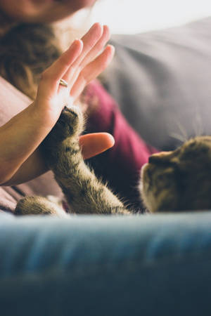 Cute Cat Love High-five Wallpaper