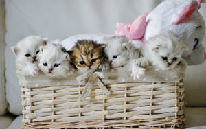 Cute Cat Love Kitten Basket Wallpaper