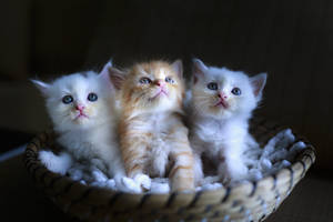 Cute Cat Love Kitten Group Wallpaper