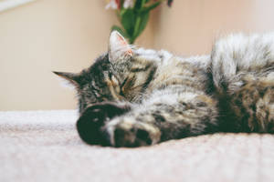 Cute Cat Love Napping Wallpaper