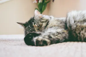 Cute Cat Love Napping Wallpaper