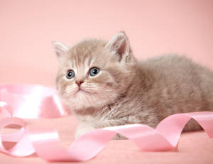 Cute Cat Love Ribbon Wallpaper