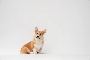 Cute Corgi Curious Expression Wallpaper