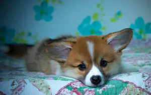 Cute Corgi Puppy In Bed Wallpaper
