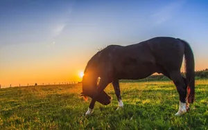 Cute Country Horse Grazes On Grass Wallpaper