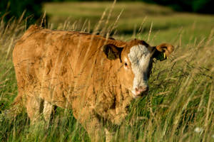 Cute Cow Behind Tall Grass Wallpaper