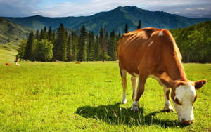 Cute Cow Eating Grass In Forest Wallpaper