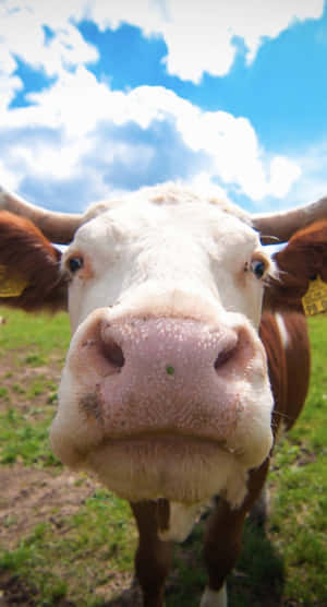 Cute Cow Iphone Theme Wallpaper