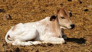Cute Cow Lying Down On Soil Wallpaper
