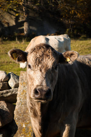 Cute Cow Near Rocks And Another Cow Wallpaper