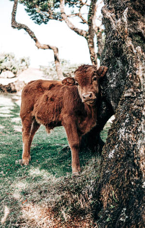 Cute Cow Standing Beside Tree Wallpaper