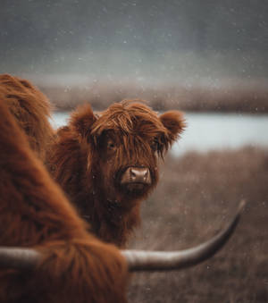 Cute Cow Standing Near Lake Wallpaper