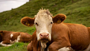 Cute Cow With White Face And Brown Body Wallpaper