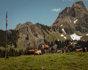 Cute Cows On Grass With Snowy Mountain Wallpaper
