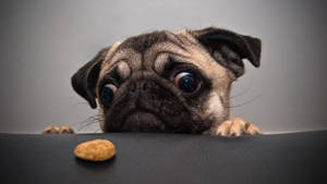 Cute Dog And A Cookie Wallpaper