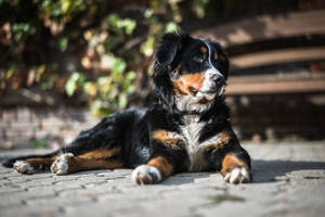 Cute Dog Bernese Under The Sun Wallpaper