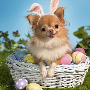 Cute Dog Easter Bunny Wallpaper