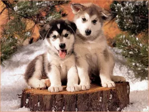 Cute Dog Faux Snow Wallpaper