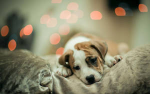 Cute Dog Pouting While Lying Wallpaper