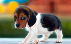 Cute Dog Sad Beagle Wallpaper
