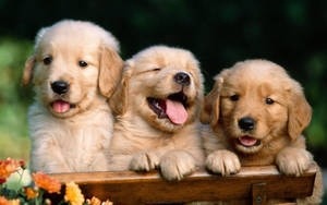Cute Dog Three Golden Retriever Wallpaper