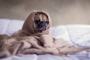 Cute Dog With Blanket Wallpaper