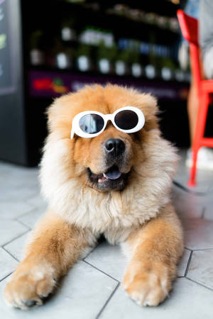 Cute Dog With Sunglasses Wallpaper