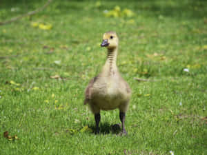 Cute Duck Wandering On The Grass Wallpaper
