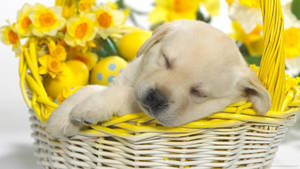 Cute Easter Dog Wallpaper