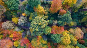 Cute Fall Aesthetic Colorful Forest Wallpaper