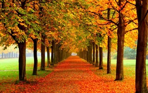 Cute Fall Aesthetic Path Wallpaper